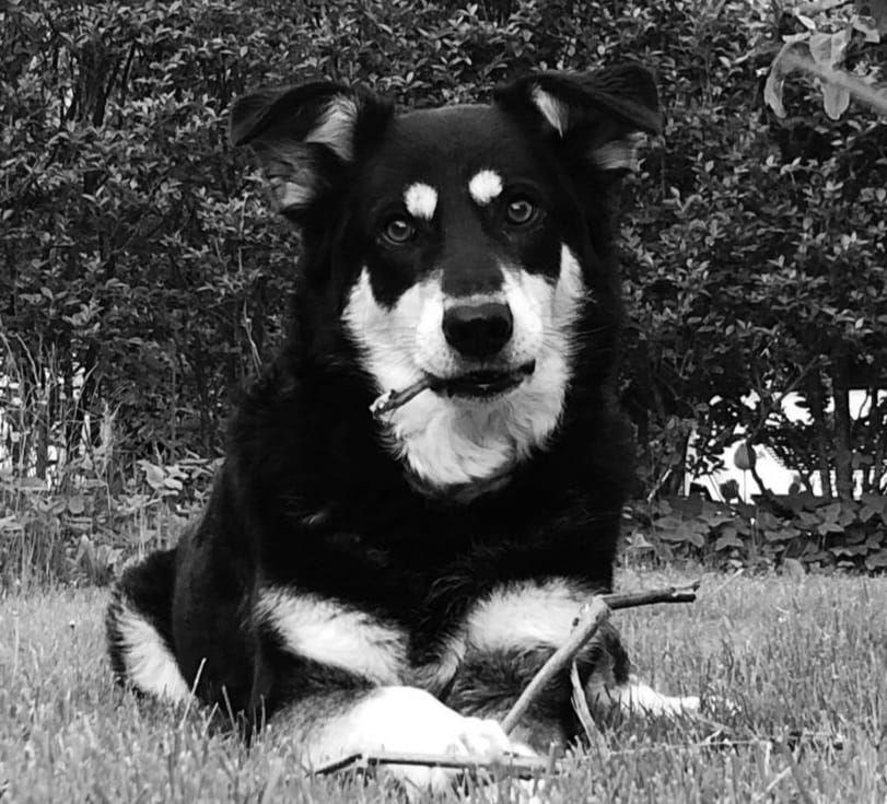 Die Geschichte unseres Hundes Bobby