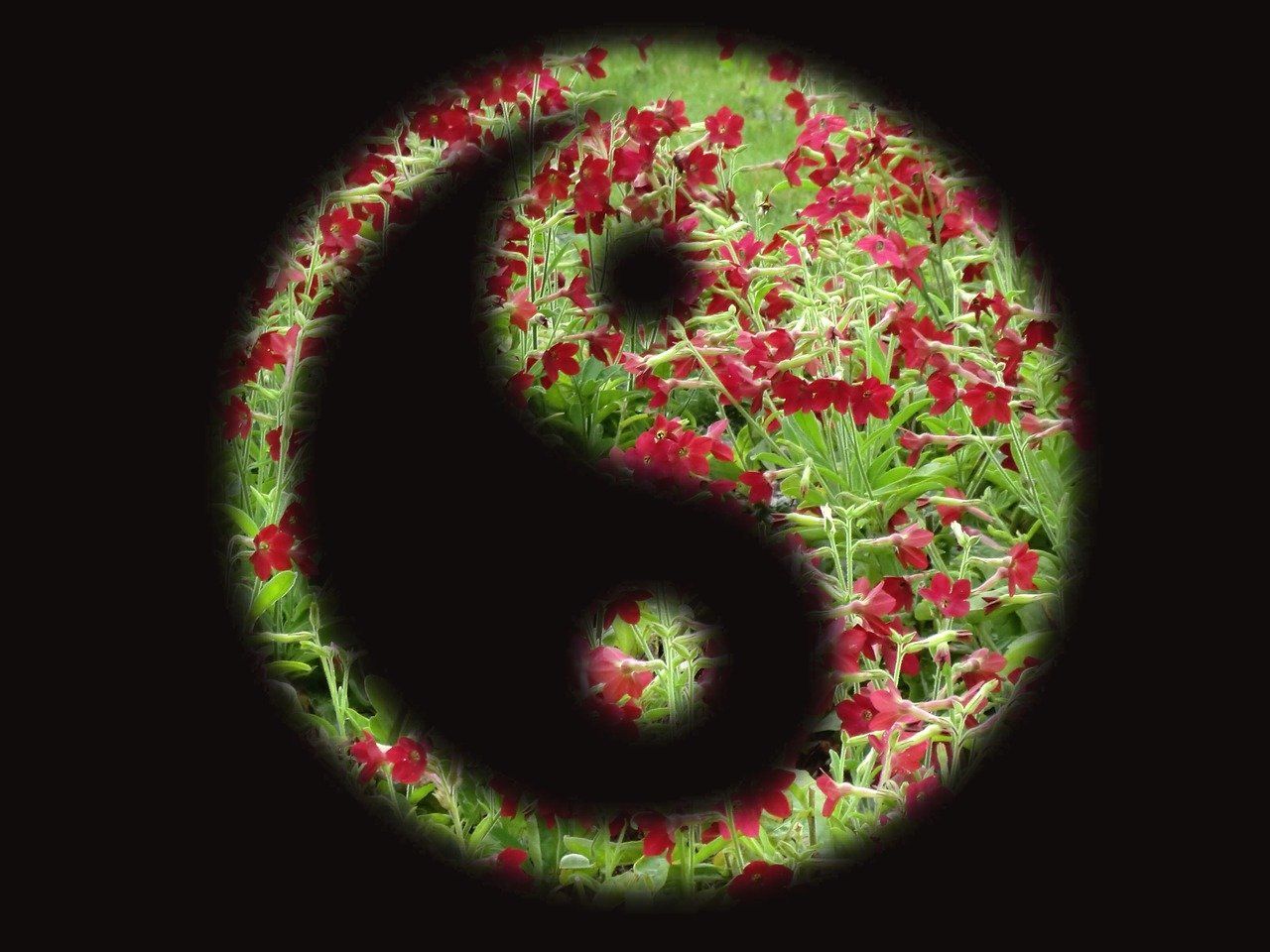 Meridiane – faszinierende Energie